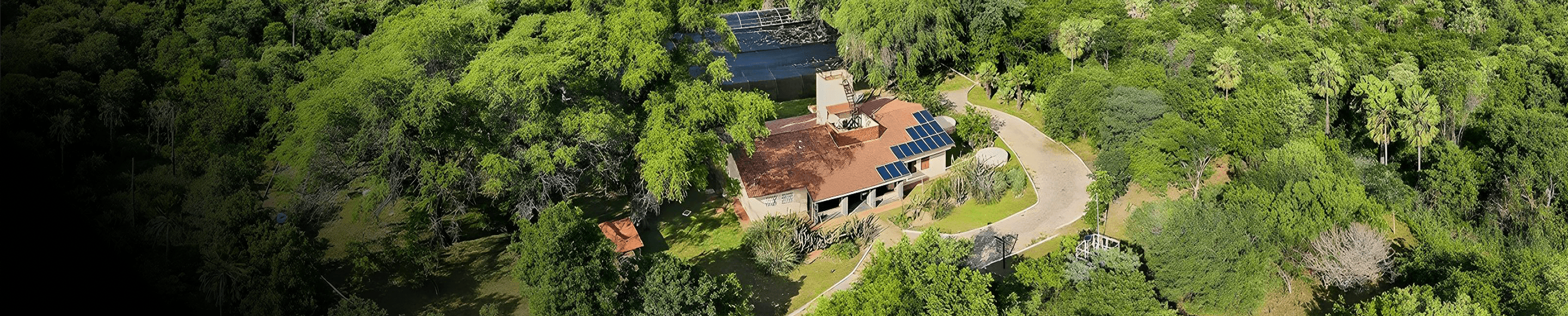 Floresta vista de cima