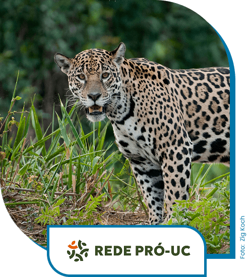 Onça Pintada - Rede Pró-UC
