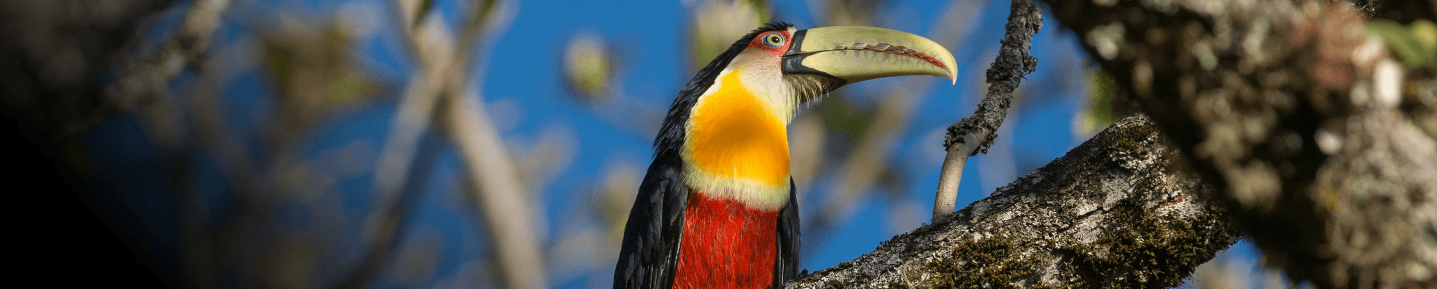 Floresta vista de cima