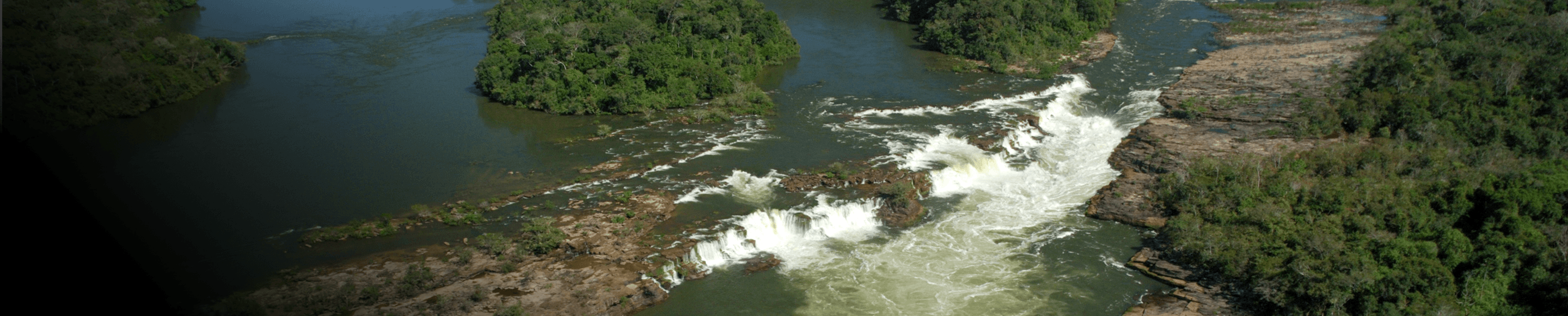 Floresta vista de cima
